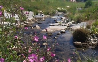 Revitalisation de cours d’eau, commune de Puidoux (VD) - Eaux superficielles